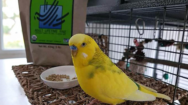 Harrison’s Bird Foods: A Simple Way to Feed Your Bird Better Harrisons Bird Foods